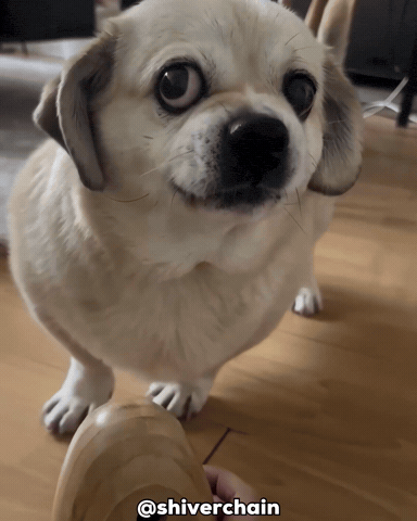 Dog Ai GIF