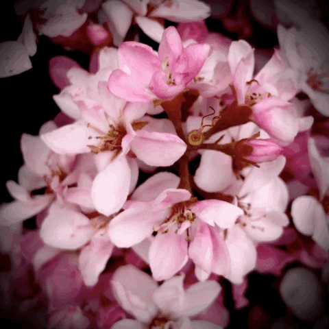 Flower GIF
