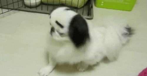 cute dog
