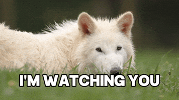 Eyes Watching GIF by Colossal