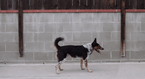 giphy.gif?cid=ecf05e476sz3d7eo99rkpgb9l6
