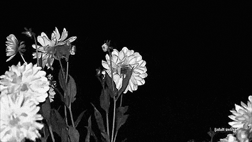 black and white flowers GIF