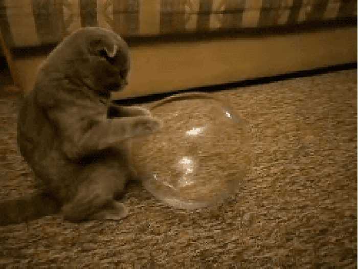 Cat Kitty GIF