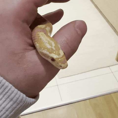 Surprise Snake GIF