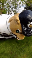 baseball ozzie GIF by Kane County Cougars