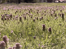 Honey Bees Flowers GIF by The LSD Hotel