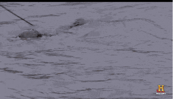 200.gif?cid=fc005b08b69bb3008ee233e03d19bb585b2c210f36f562b1&rid=200.gif&ct=g