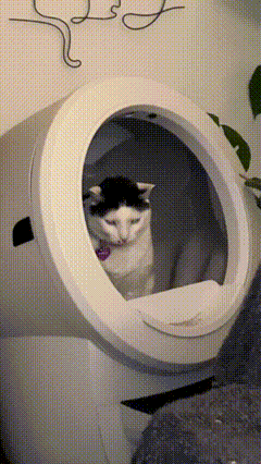 Cat GIF