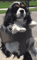 200.gif