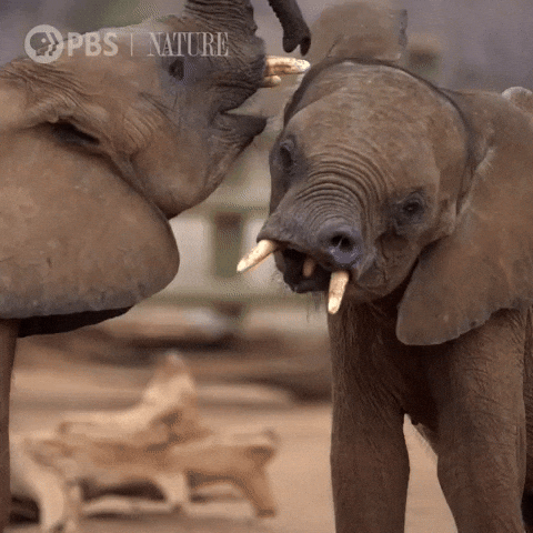 Explore Best Friend GIF by Nature on PBS