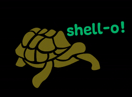 World Turtle Day GIF