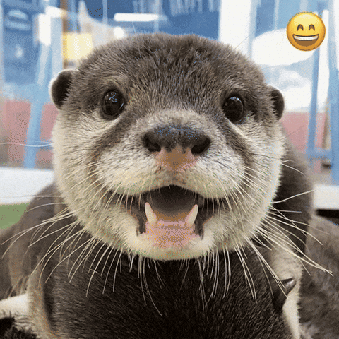 Laugh Otter GIF
