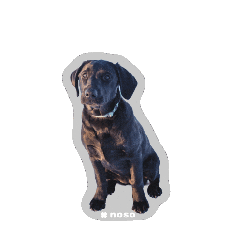 Sticker by nosopatches