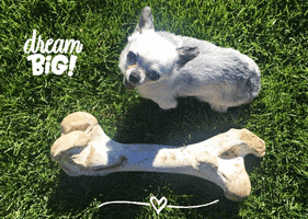 Little Dog Dreaming GIF by Harley's Dream