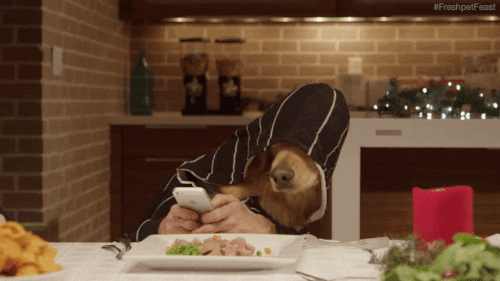 Dog Human Eating GIF - Find & Share on GIPHY