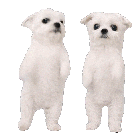 Dance Dog Sticker