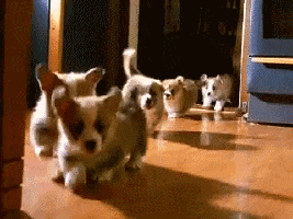 Puppies Run GIFs - Get the best GIF on GIPHY