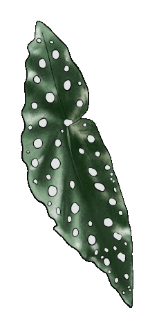 Green Sticker