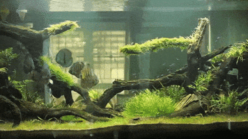 reception  GIF