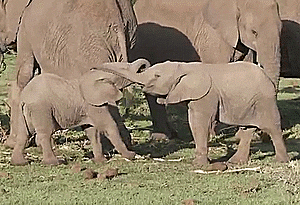 baby elephant GIF