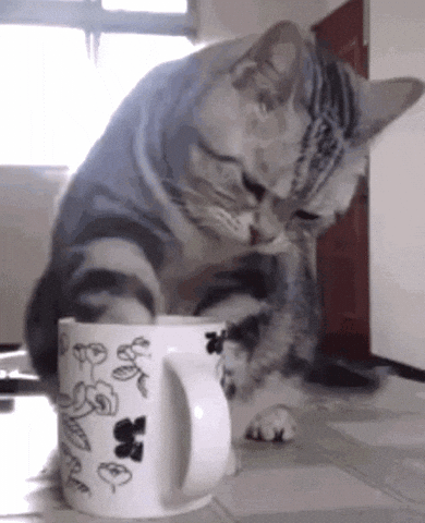 Image result for cat drink gif