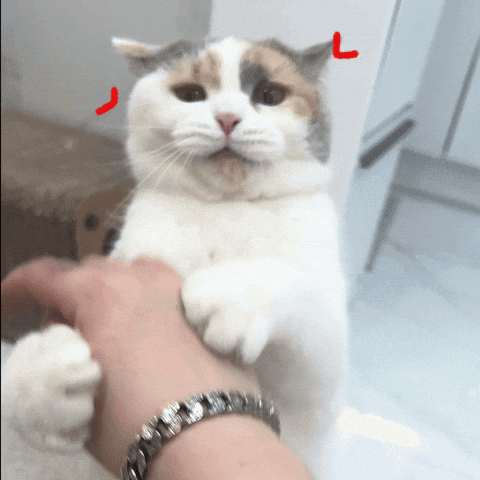 화 GIF