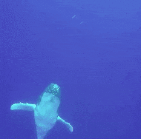 water jumping GIF