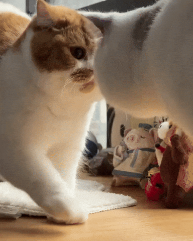 Angry Cat GIF