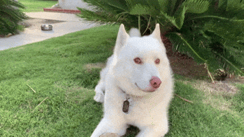Cute Dog Love GIF