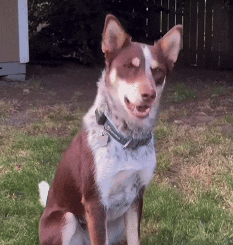 Lock In Dog GIF