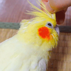 bird parrot GIF