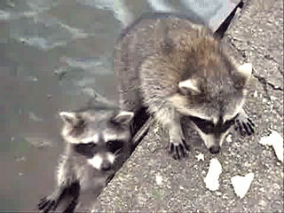 family raccoon GIF
