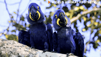 Birds Twinning GIF by World Animal Protection