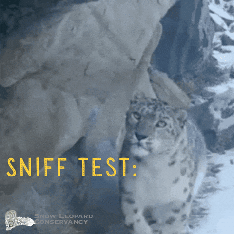 Wildlife Sniffing GIF by Snow Leopard Conservancy