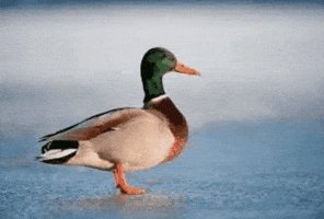 Duck Yo GIF