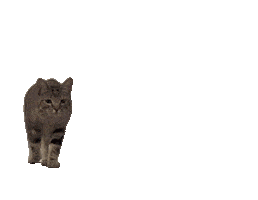 Cat Kitty Sticker