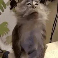hair grooming GIF
