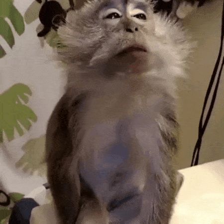 Hair Grooming GIF - Find & Share on GIPHY