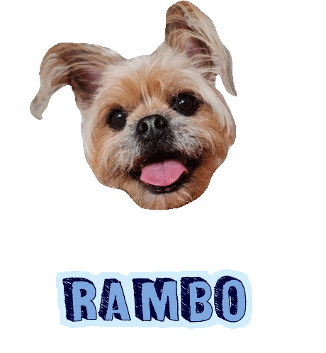 Dog Rambo Sticker for iOS & Android | GIPHY