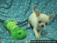 Chihuahua Car Gifs Get The Best Gif On Giphy