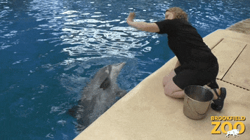 High Five Dolphin GIF by Brookfield Zoo