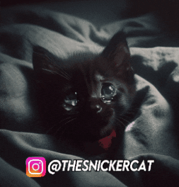 Cats Crying Cat GIF