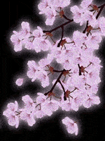 flores loops GIF