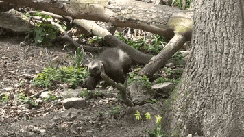 zoo belgique GIF by BFMTV
