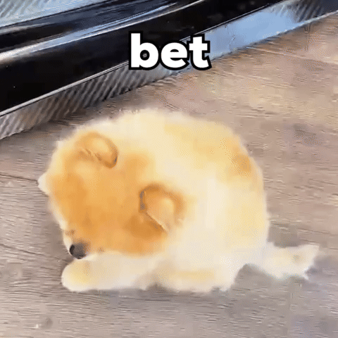 Bet Respect GIF