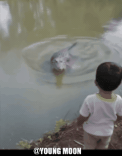 Funny Animals Crocodile GIF
