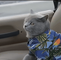 Cat Lets Goo GIF