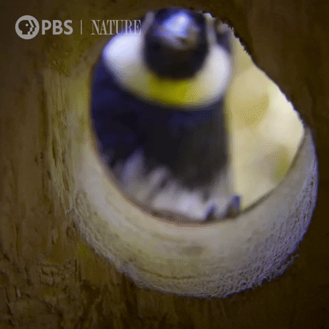 Searching Pbs Nature GIF by Nature on PBS