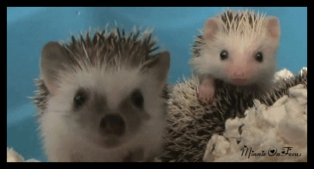 Good people, what do you think about hedgehog?? Does anyone here own hedgehog as pet??