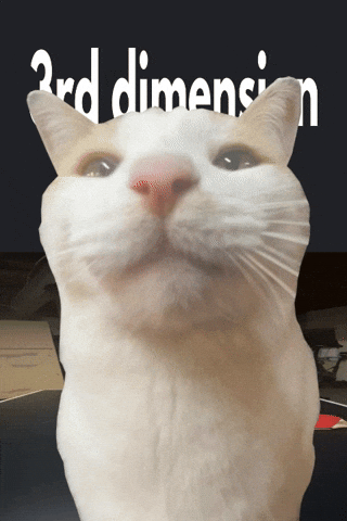 Silly Cat GIF